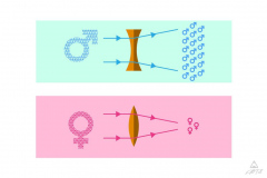 Convex and Concave
